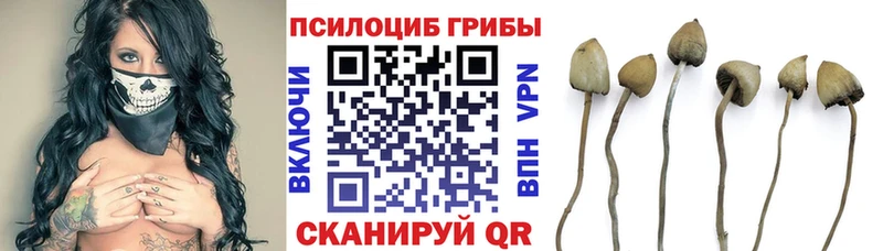 Купить где  Карпинск  Галлюциногенные грибы мицелий 